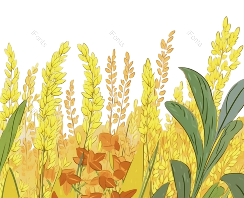 芒种图片,麦子元素,麦田PNG,麦穗免抠素材